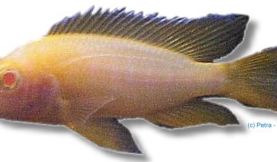 Red Albin Peacock Cichlid (Aulonocara sp. red pink albin) 4–5 cm