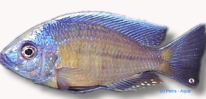 Cyrtocara boadzulu 3–4 cm