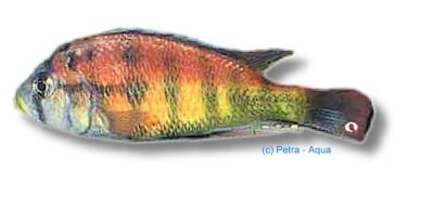 Haplochromis cribensis 3–4 cm