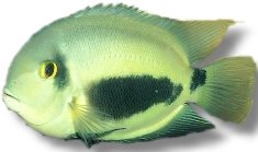 Uaru, Triangle Cichlid (Uaru amphiacanthoides) 10–12 cm