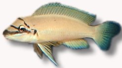 brichardi (> 8 cm)