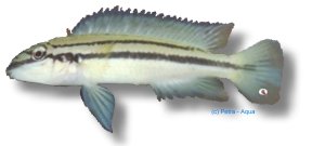 Chalinochromis bifrenatus 4–5 cm