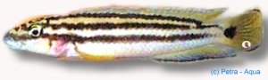 popelini (5 - 7 cm)