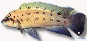species ndobhoi (4 - 5 cm)