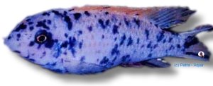 trewawasae marmelade (4 - 5 cm)