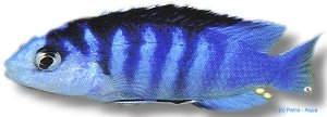 Labidochromis chisumulae 3–4 cm