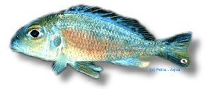 macrops (5,5 - 7 cm)