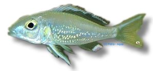 stappersi (XL)