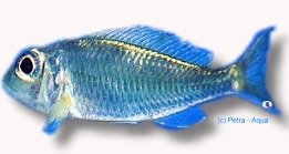 pleurospius (4 - 5 cm)