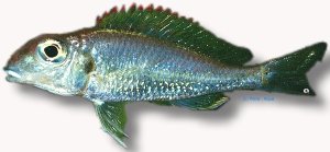 pleurospilus utinta (4 - 5 cm)