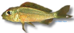 melanostigma (4 - 5 cm)