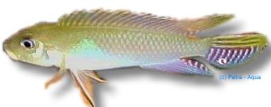 parilus (4 - 5 cm)
