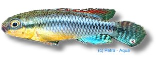 Nanochromis dimidiatus 3–4 cm