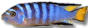 Pseudotropheus elongatus mpanga 3–4 cm