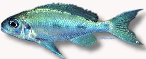 ventralis /zongwe/ (5,5 - 7 cm)
