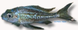 ventralis /chimba/ (5,5 - 7 cm)