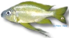 nasutus (5,5 - 7 cm)