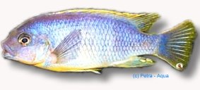 tridentiger (5 - 6 cm)