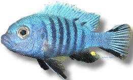 zebra (3 - 4 cm)