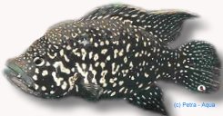 Paratilapia blekkeri 3–4 cm