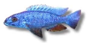 jacksoni /ahli/ (3 - 4 cm)