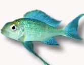 ventralis green (5 - 6 cm)