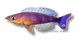 lept. kigoma (3 - 4 cm)