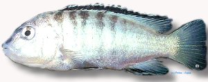 sp. white (6 - 7 cm)