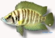 calvus gold (3,5 - 4,5 cm)
