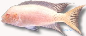 brichardi albin (3,5 - 4 cm)