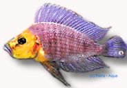 Lamprologus comp. mutondwe 3–4 cm