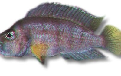 sp. sumbu (3-3,5cm)