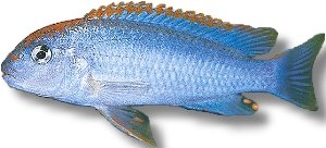 Red Top Colbalt (Pseudotropheus sp. red top cobalt) 4–5 cm