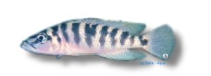 Barred Lamprologus (Lamprologus fasciatus) 2–3 cm
