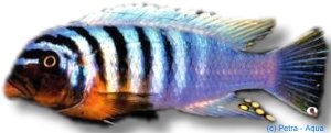 Pseudotropheus feinzilbergi red dorsal 6–7 cm