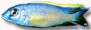 lithobathes (4 - 5 cm)