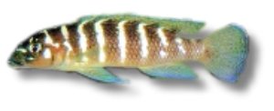 Lamprologus cylindricus 7–9 cm