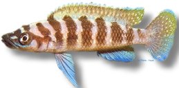 Lamprologus cylindricus yellowh. 3–4 cm