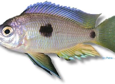 pleurostigma yellow (4 - 5 cm)