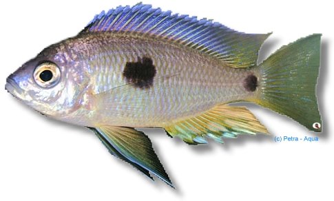 petra-1378 Copadichromis pleurostigma yellow 4–5 cm