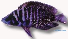 calvus zaire black fin (4 - 5 cm)