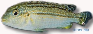 Nyasa Golden Cichlid - dwarf (Melanochromis auratus \" dwarf \") 5–6 cm