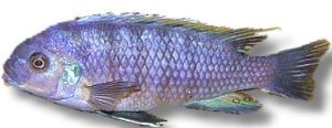 Cynotilapia afra red dorsal 4–5 cm