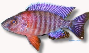 sp. chiloelo (4 - 5 cm)