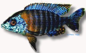 saulosi (4 - 5 cm)