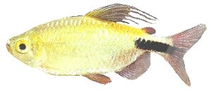 longipinnis (5,5 - 7 cm)