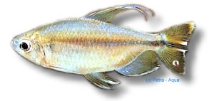caudalis (5,5 - 6 cm)