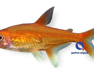 Hyphessobrycon amandae 2–2,5 cm