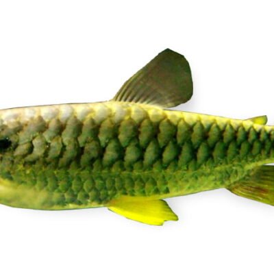 Tucan fish (Chalceus erythrurus) 5–6 cm