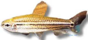 trilineatus (3 - 4 cm)